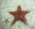 /album/fotogaleria/estrella-1-jpg/